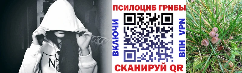 цена   Осташков  Псилоцибиновые грибы Psilocybine cubensis 